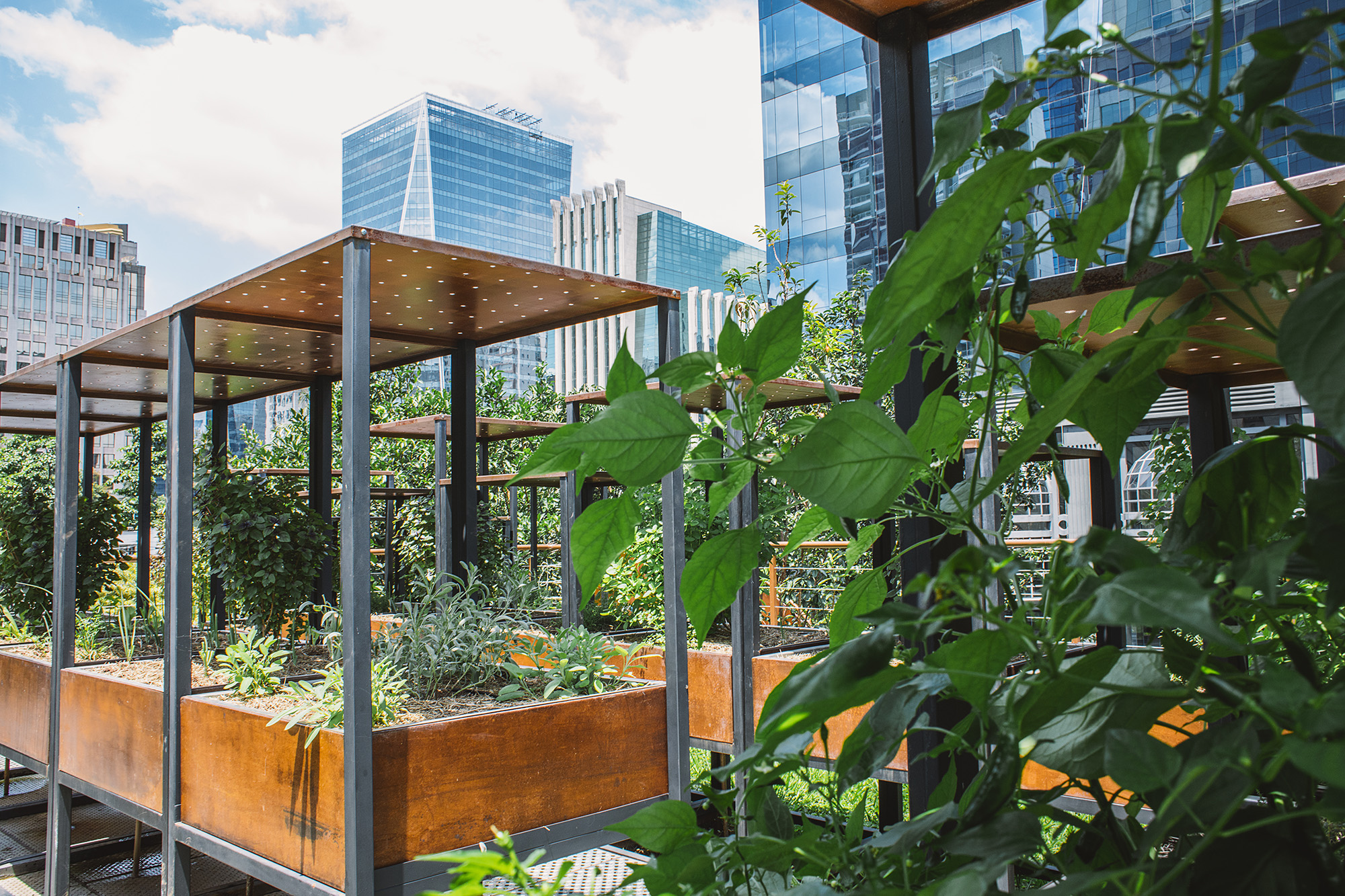 Urban Social Garden